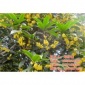 利源桂花(图)_金桂花苗_鹤峰县金桂